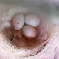 قناری سهره