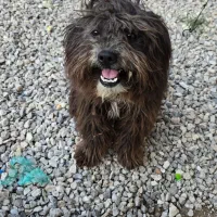 سگ نژاد شیتزو