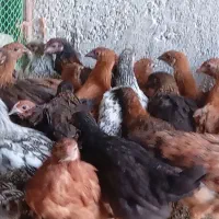 جوجه مرغ گلپایگانی و جهادی