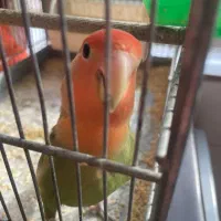 سهره اهوازی بخون