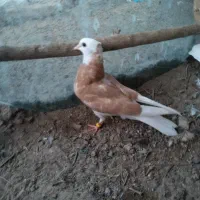 کبوتر شازده