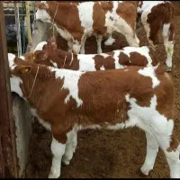 شرابی های ناب وزن گیر فوق‌العاده درجه یک