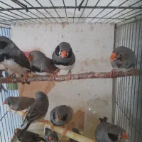 فنچ نروماده مولد لپ سیاه و زبرا