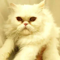 گربه پبریتیش پرشین