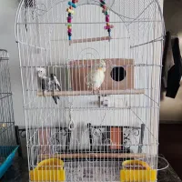 جفت عروس هلندی با تمام وسایل