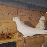 کبوتر پرشی به ضمانت