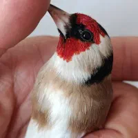 سره نر  گل قفل