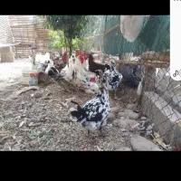 تخم مرغ گلین|حیوانات مزرعه|دزفول, |دیوار