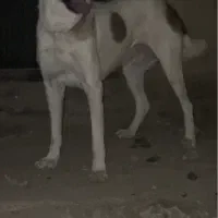 سگ خراسانی افغانی