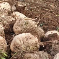 چقندرقندودامی