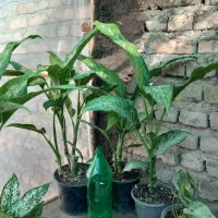 فروش گلهای آپارتمانی.حراجج|گل و گیاه طبیعی|گنبد کاووس, |دیوار