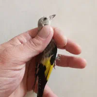 جو ج ه سهره