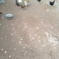 ده مرغ و محلی با یه دونه خروس|حیوانات مزرعه|کوهدشت, |دیوار