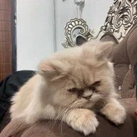 گربه پرشین گلد