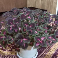 گل حسن یوسف