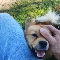 پامرین نر|سگ|آستانه اشرفیه, |دیوار