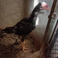 جوجه لاری
