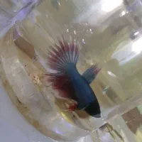 فروشگاه ماهی فایتر|ماهی|اصفهان, هفتون|دیوار