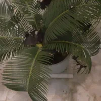 سیکاس ماده بچه زا حنس خوب|گل و گیاه طبیعی|رشت, دیلمان|دیوار