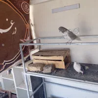 کبوتر|پرنده|دورود, |دیوار