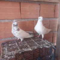 دوعدد کبوتر تهرانی