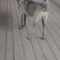 سرابی ماده شجره دار