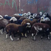 میش