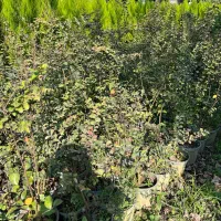 تولیدو فروش گلهای بیرونی و کاج لاوسون|خدمات باغبانی و درختکاری|عباسآباد, |دیوار