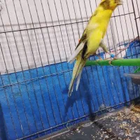 قناری|پرنده|ورامین, ورامین|دیوار