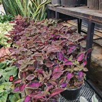 گل و گیاه آپارتمانی حسن یوسف|گل و گیاه طبیعی|تهران, عبدلآباد|دیوار