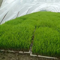 توم علی کاظمی آماده نشا