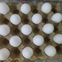 تخم مرغ تازه کیلو هفتادو پنج نوکی و دوزرده