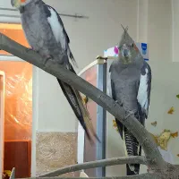 عروس هلندی|پرنده|شهریار, شهرک وائین|دیوار