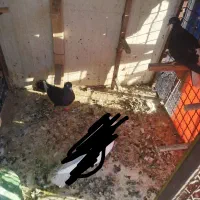 کبوتر گرفتنی|پرنده|شیراز, تاچارا|دیوار