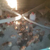 جوجه 20 روزه