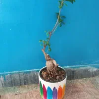 4شاخه گل زیپلین باکلی پاجوش|گل و گیاه طبیعی|بروجرد, |دیوار