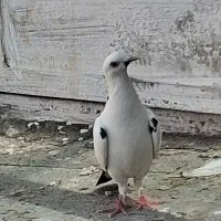 ماده پلاکی