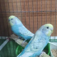 مرغ عشق رنگین کمانی رنگ خاص