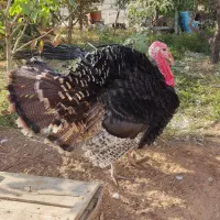 بوقلمون نر