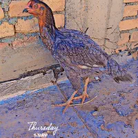 فروش و معاوضه ماکیان سندی|لوازم التحریر|سراوان, |دیوار