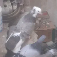 کبوتر فیلی عرب ماده