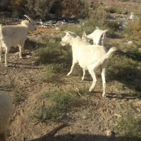 نری سانن بخته و بز|حیوانات مزرعه|کرمان, |دیوار