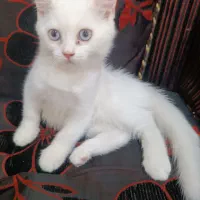 واگذاری گربه نژاد