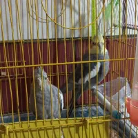 فروش عروس هلندی نر و ماده باقفس