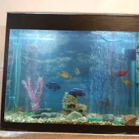 اکواریوم باتمام وسایل|ماهی|مرودشت, فرهنگ|دیوار