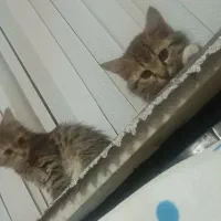 واگذاری گربه|گربه|زنجان, |دیوار