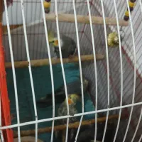 عروس نروماده و۲عددجوجه۱ماهه