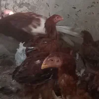 جوجه لاری