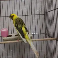 قناری ابلغ بلند و کشیده نر