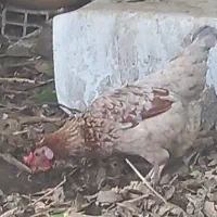 خروس .مرغ اصیل|حیوانات مزرعه|رشت, احمد گوراب|دیوار